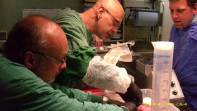 Kryonik Biostase Biostasis